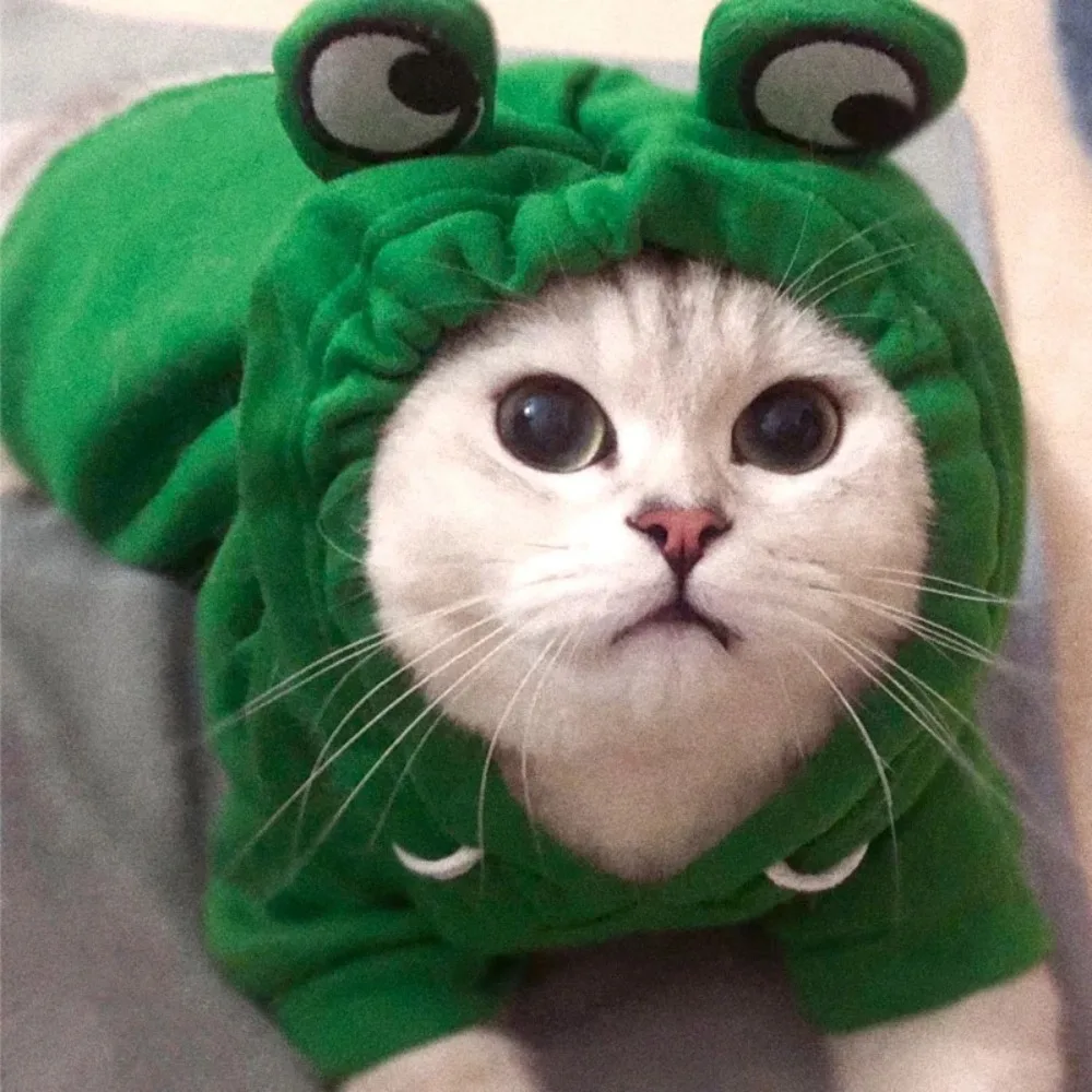 Cute Frog Pet Sweater Puppy Hoodie Pet Clothes Clothes for a Dog Jumper Apparels Dogs Accessories Clothing Dog´s Suit Outfit